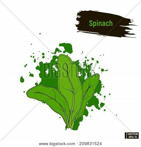 Colored Vegetable, Spinach Sketch.