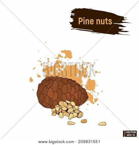 Colored Sketch Of Cedar Nuts