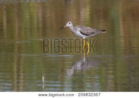 Greater Yellowlegs Bird