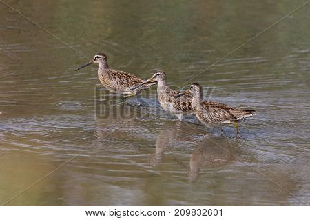 Long-billed Dowitcher At Richmond Bc Canada 2017 Sep.