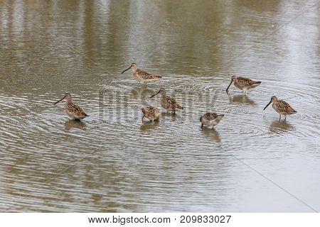 Long-billed Dowitcher At Richmond Bc Canada 2017 Sep.