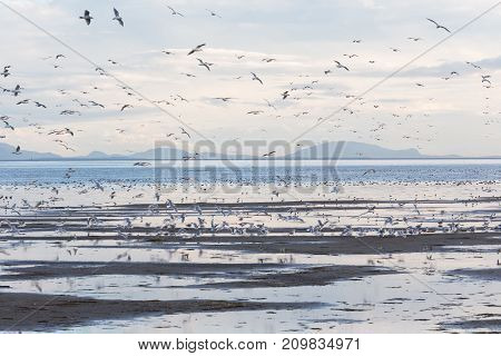 Flock Flying Gulls At Boundary Bay Delte Bc Canada 2017 Oct.