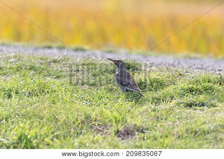 Northern Flicker Bird At Richmond Bc Canada 2017 Oct.