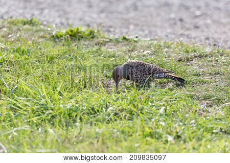 Northern Flicker Bird