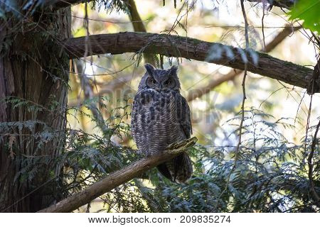 Great Horned Owl At Delte Bc Canada 2017 Oct.