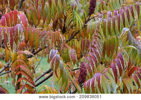 Autumn Leaves Tree Sumac (lat. Rhus Typhina)