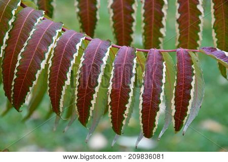 Autumn Leaves Tree Sumac (lat. Rhus Typhina)