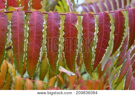 Autumn Leaves Tree Sumac (lat. Rhus Typhina)