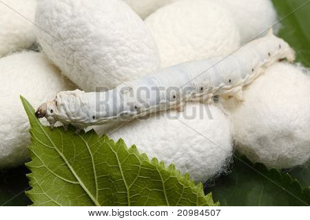 蚕茧丝绸与蠕虫在绿色桑叶