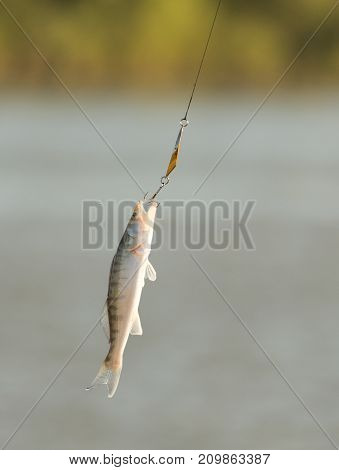the fisherman caught the fish on the bait .