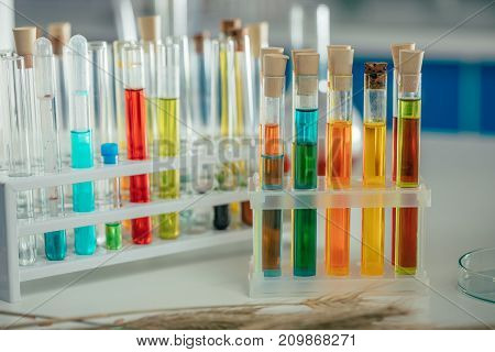 colorful reagents in flasks on tabletop in biological laboratory
