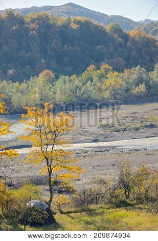 Autumn single tree near river, yellow tree