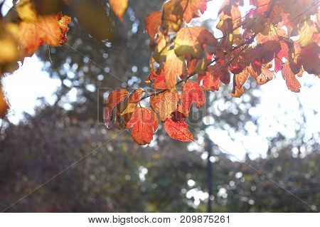 Lush Autumn Foliage Of Snowball Tree Backlit By Sunset Sunlight. Concept Of Medicinal Plants. Beauti