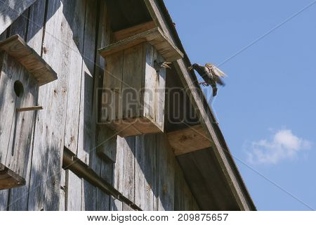 Wooden Birdhouse With Its Inhabitant Starling