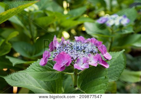 Closeup of blooming purple hortensia flower hydrangea serrata flower with natural green background. Selective focus. Shallow depth of field.