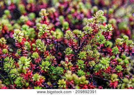 Sedum rubrotinctum green plant in garden spring time Iceland
