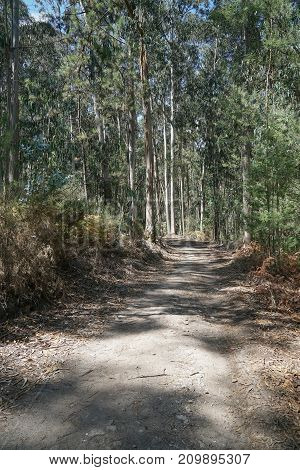 Pilgrim trail between Pedra Furada and Pereira on the Camino de Santiago, Portugal