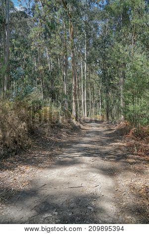 Pilgrim trail between Pedra Furada and Pereira on the Camino de Santiago, Portugal