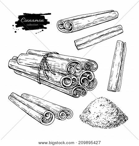Cinnamon stick, tied bunch and powder set. Vector drawing. Hand drawn sketch. Seasonal food illustration isolated on white. Engraved style spice and flavor object. Cooking and aromaterapy ingredient.