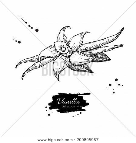 Vanilla flower and bean stick vector drawing. Hand drawn sketch food illustration isolated on white. Engraved style spice and flavor object. Cooking and aromaterapy ingredient.