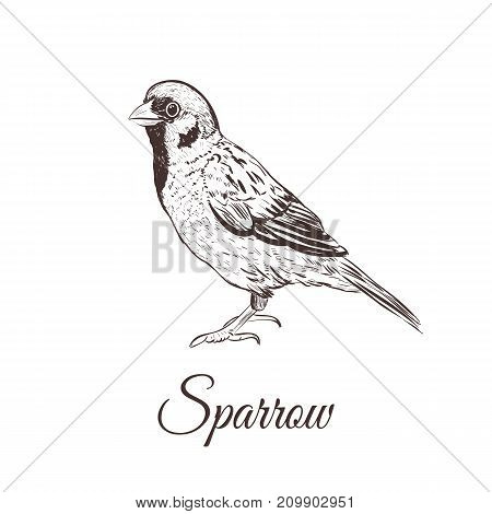 Sparrow sketch vector illustration. A series of drawings of birds. Sparrow hand drawing