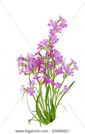 스티커 Catchfly