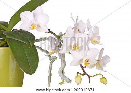 Spray of yellow and white flowers on a Phalaenopsis orchid plant and aerial roots growing in a green clay pot isolated against a white background