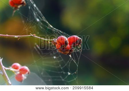 rose hips are cobwebby fruit brier hiking bushes rose hip survivalist autumn