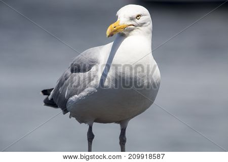 Common Gull (larus Canus)