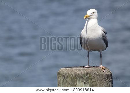 Common Gull (larus Canus)