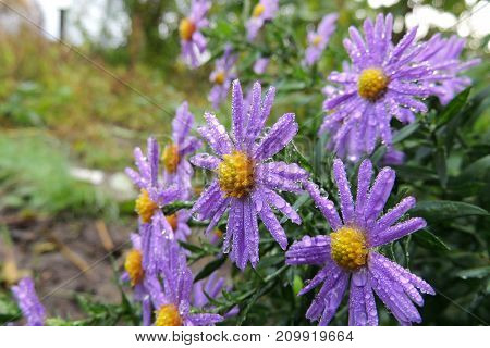 Morning Dew On Chrysanthemums