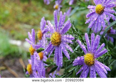 Morning Dew On Chrysanthemums