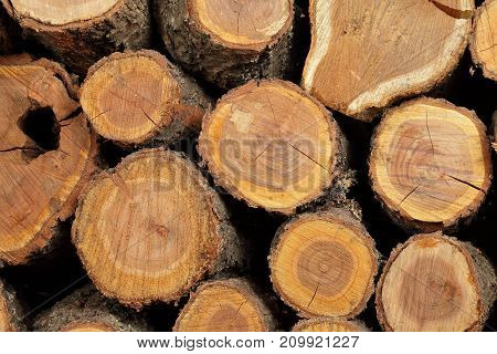 sawn logs and wood prepared for use in construction or heating