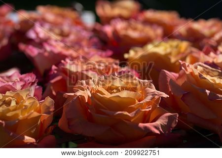 background composition of beautiful orange rose blossom