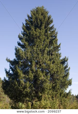 Furtreebeauty