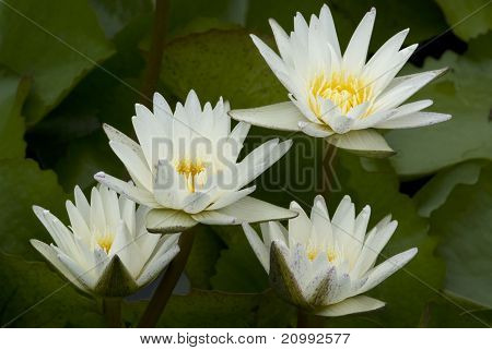 Waterlilies ขาว