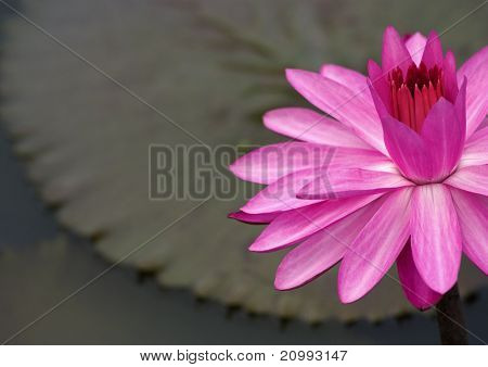 บัวฝรั่งสีชมพู