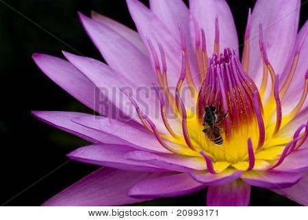 ผึ้งและบัวฝรั่งสี