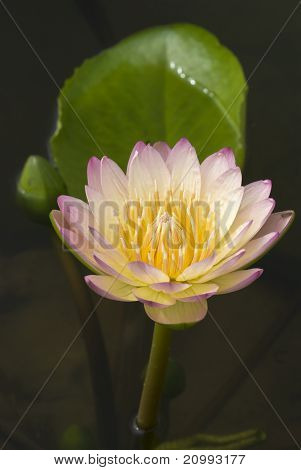 บัวฝรั่งสี
