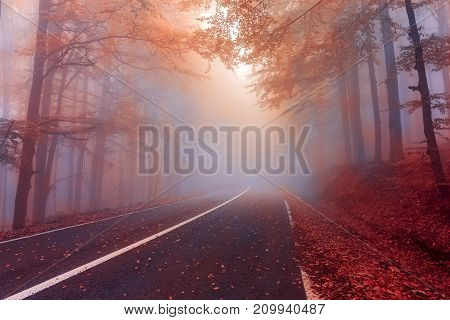 Autumn day in the foggy forest.Mysterious fog in the autumn forest.
