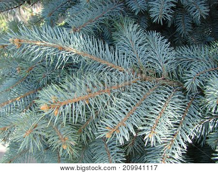 Photos Natural Background Branch Blue Spruce Growing In The Park. Shallow Depth Of Field