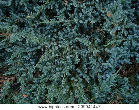 Photos Natural Background Branch Blue Spruce Growing In The Park. Shallow Depth Of Field