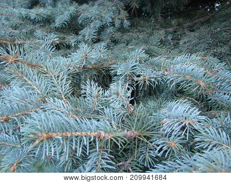 Photos Natural Background Branch Blue Spruce Growing In The Park. Shallow Depth Of Field