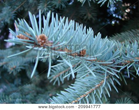 Photos Natural Background Branch Blue Spruce Growing In The Park. Shallow Depth Of Field