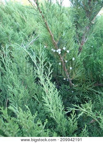 Photos Natural Background Branch Blue Spruce Growing In The Park. Shallow Depth Of Field