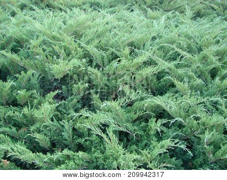 Photos Natural Background Branch Blue Spruce Growing In The Park. Shallow Depth Of Field