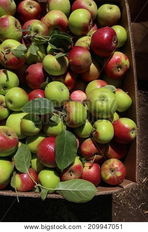 Boxful of sunlit heritage apples freshly picked from 100 year old apple trees, bright green and red, to be used for making cider.
