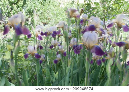 Iris Flower In Bloom. Natural Colourful Background
