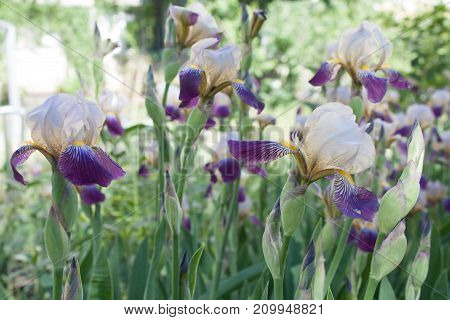 Iris Flower In Bloom. Natural Colourful Background