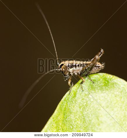 small grasshopper on a green leaf. close-up